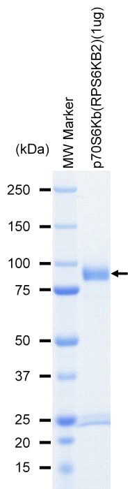 The purity was assessed by SDS-PAGE/CBB staining.